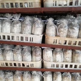 江西抚州广昌县广昌县塘坊农产品 - 一亩田