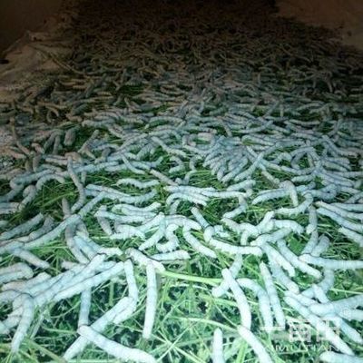 蚕江西抚州市乐安县_批发_供应-一亩田农业网_专业的农产品信息商务平台